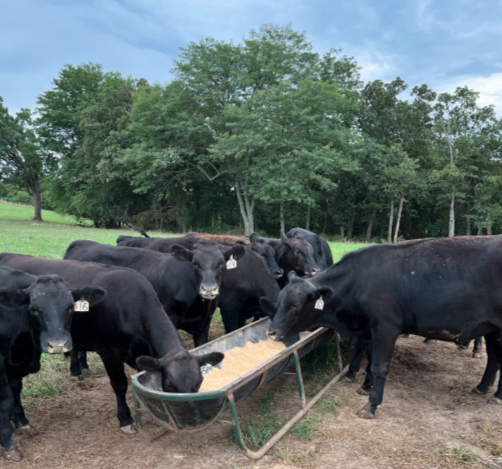 Black Angus cattle feeding from a trough in a lush green pasture under a cloudy sky.