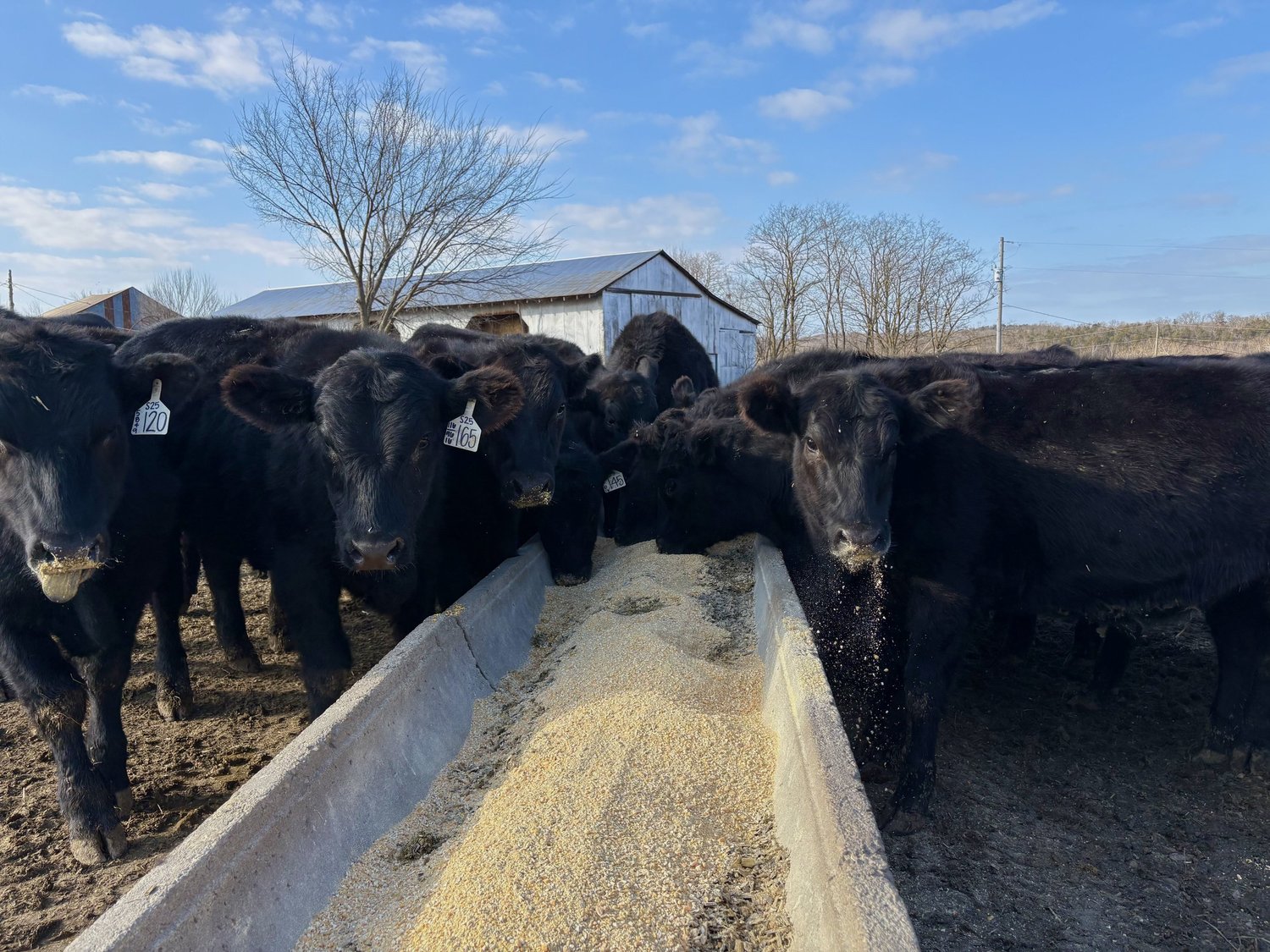 A herd of black cattle feeding from a trough in a farm setting, with a clear blue sky and a tree in the background. The cows are tagged with identification numbers, showcasing their close proximity as they eat grain.