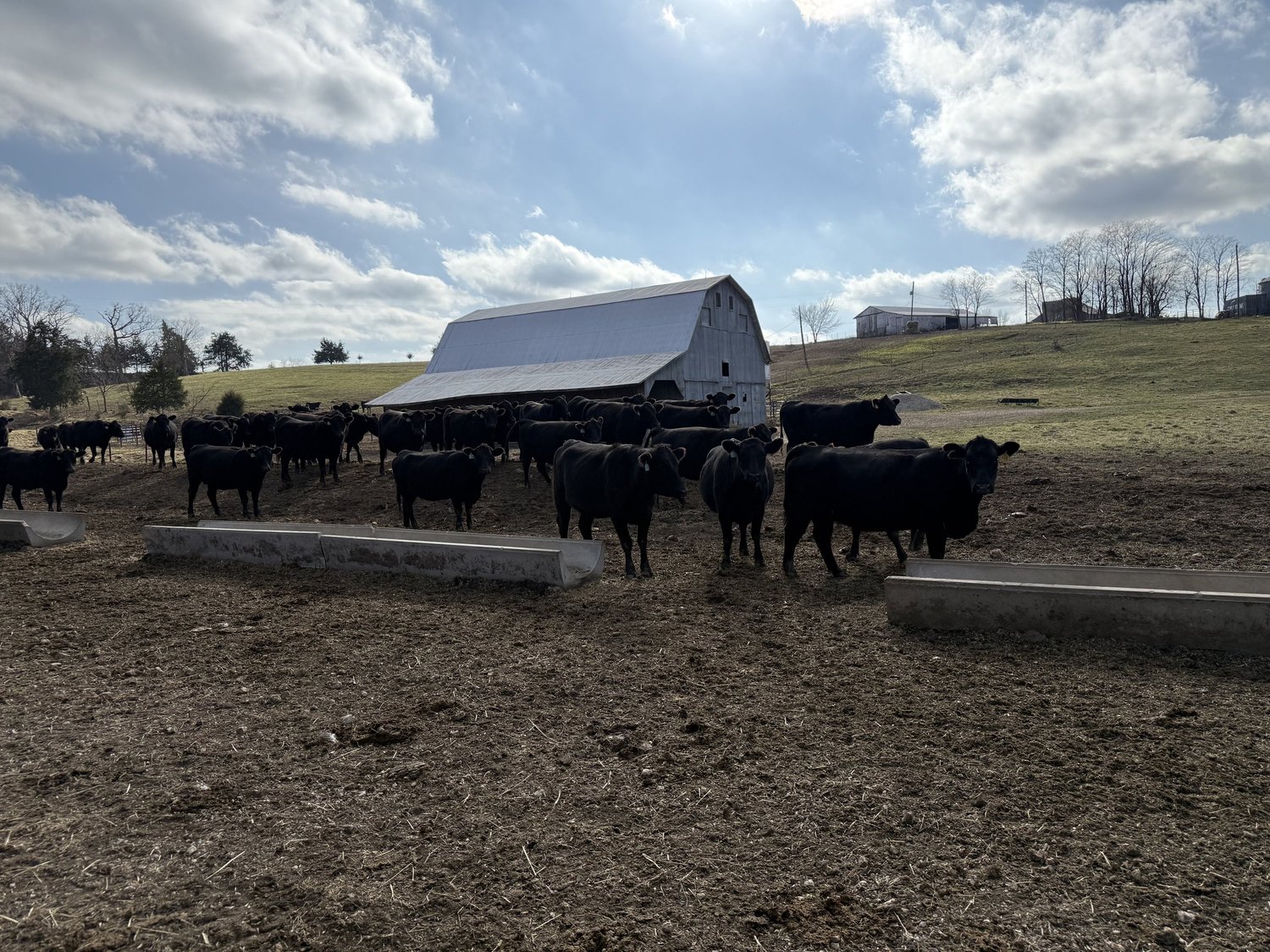 A herd of black cattle grazing in a pasture near a rustic barn under a partly cloudy sky, highlighting rural farming practices and livestock management.