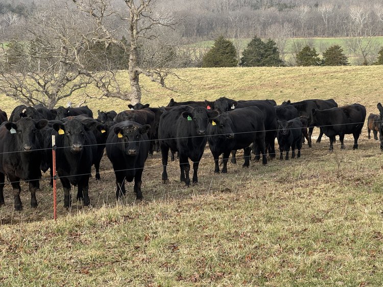 Herd of black cattle with colored ear tags grazing in a pasture, surrounded by trees and rolling hills in the background.