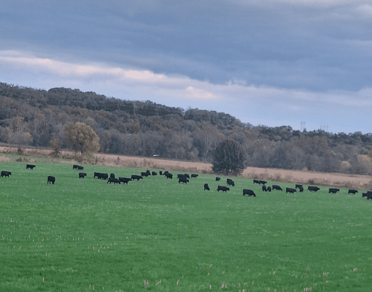 Herd of black cattle grazing in a lush green field under a cloudy sky, surrounded by trees and farmland.