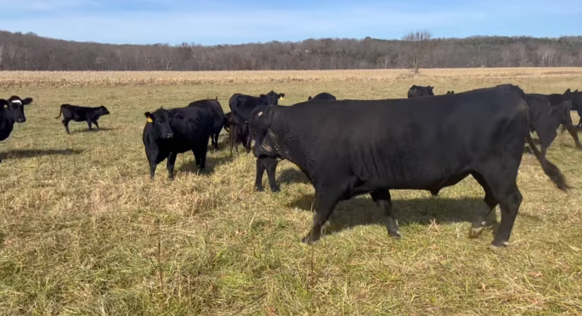 Herd of black cattle grazing in a sunny field with green grass and trees in the background, showcasing rural farming and livestock management.