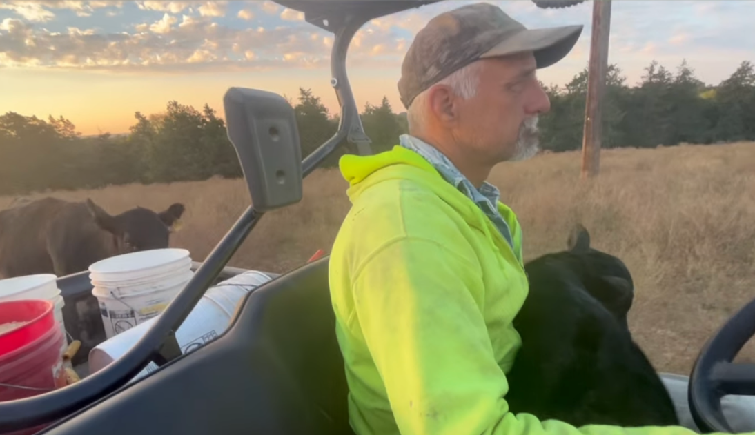 Man in a bright yellow hoodie driving an ATV through a field at sunset, with buckets of feed in the vehicle and a calf sitting beside him.